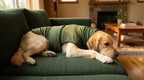 PawCalm Anxiety Relief Vest & Hoodie — Drug-Free Calm for Anxious Dogs