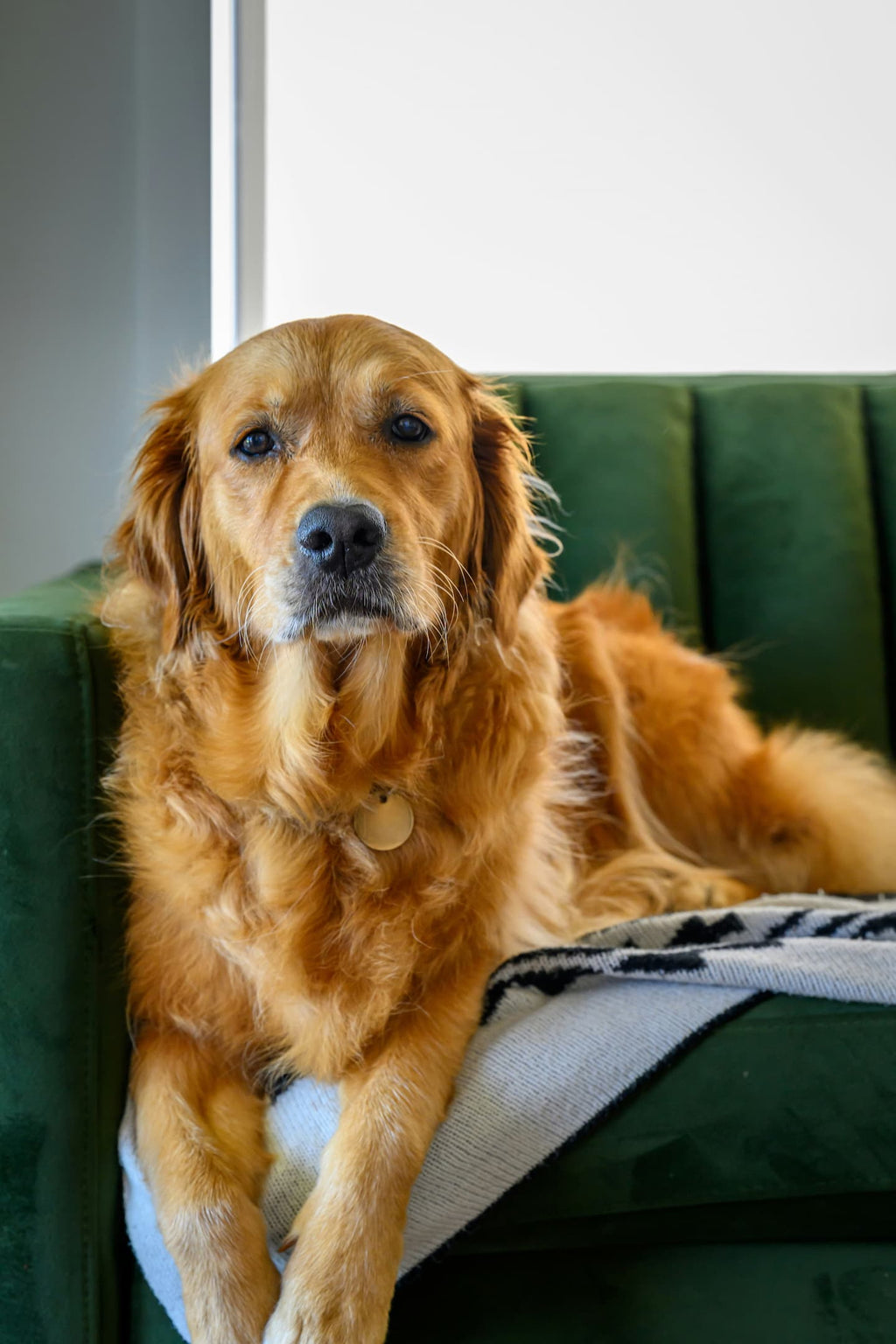 PawCalm Anxiety Relief Vest — Drug-Free Calm for Anxious Dogs